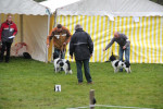 Marre samen met beste reu (puppy) in de ring.