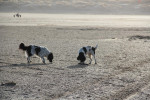 Samen op het strand snuffelen