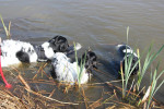 Samen